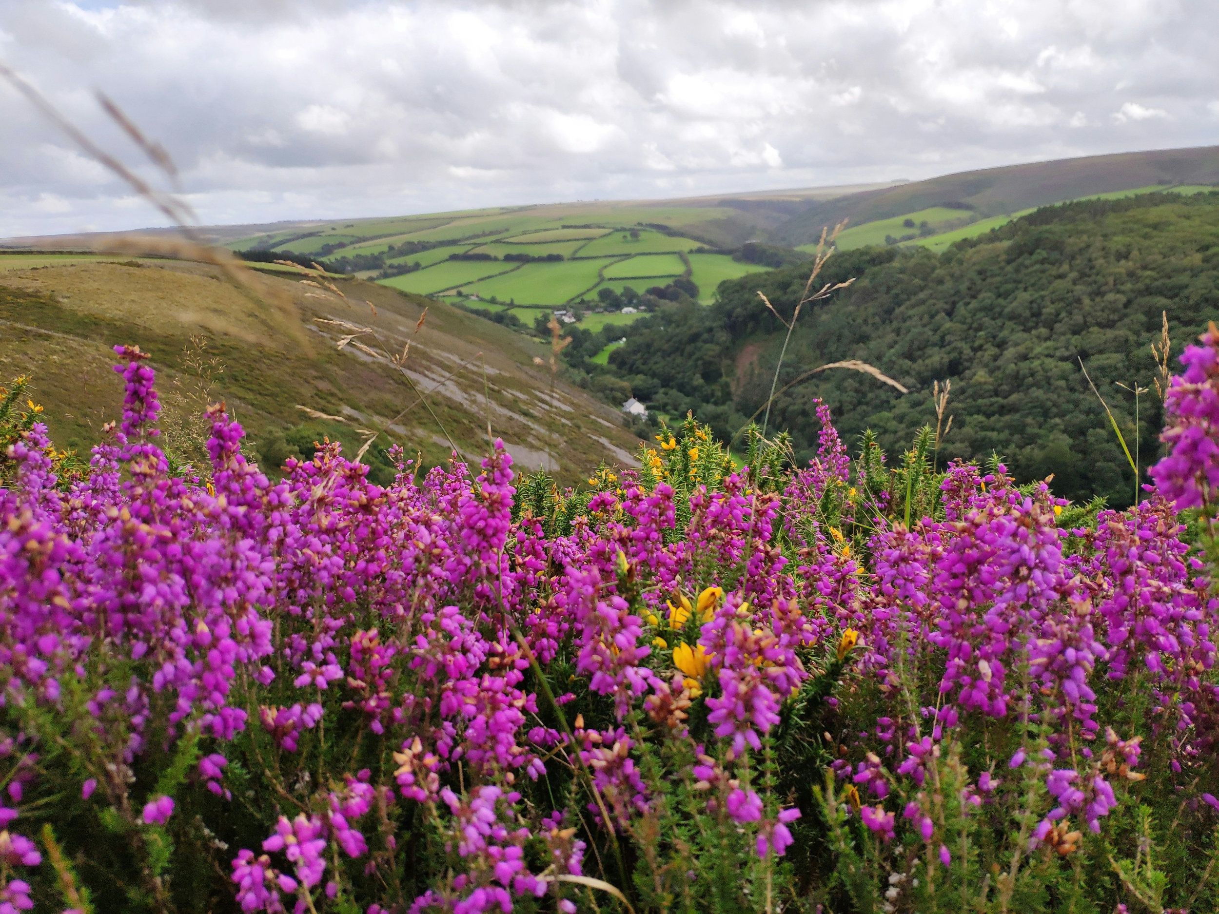 A view of Exmoor with wild flowers