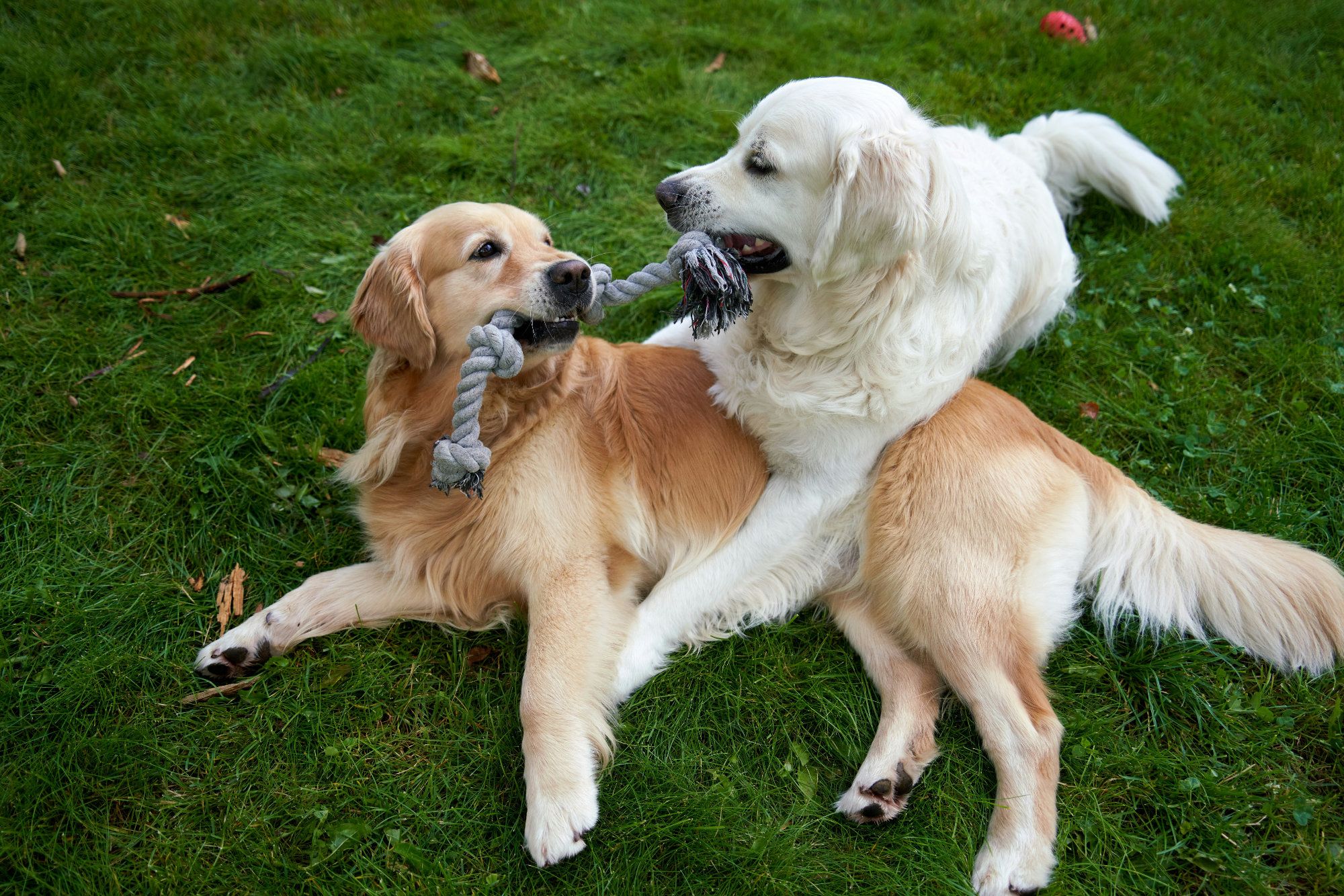 A pair of golden retrievers chew a toy