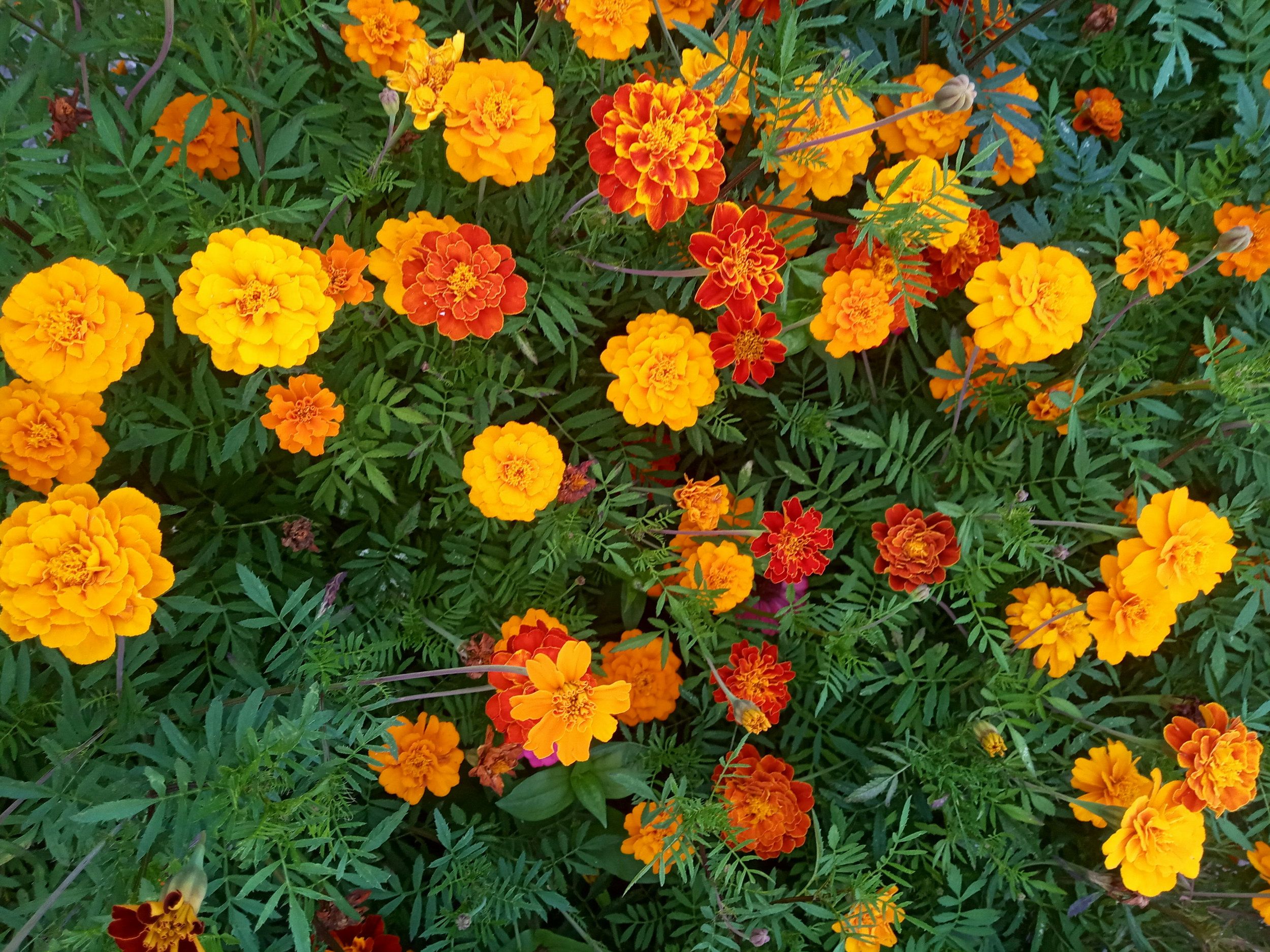 A border of marigolds in a park