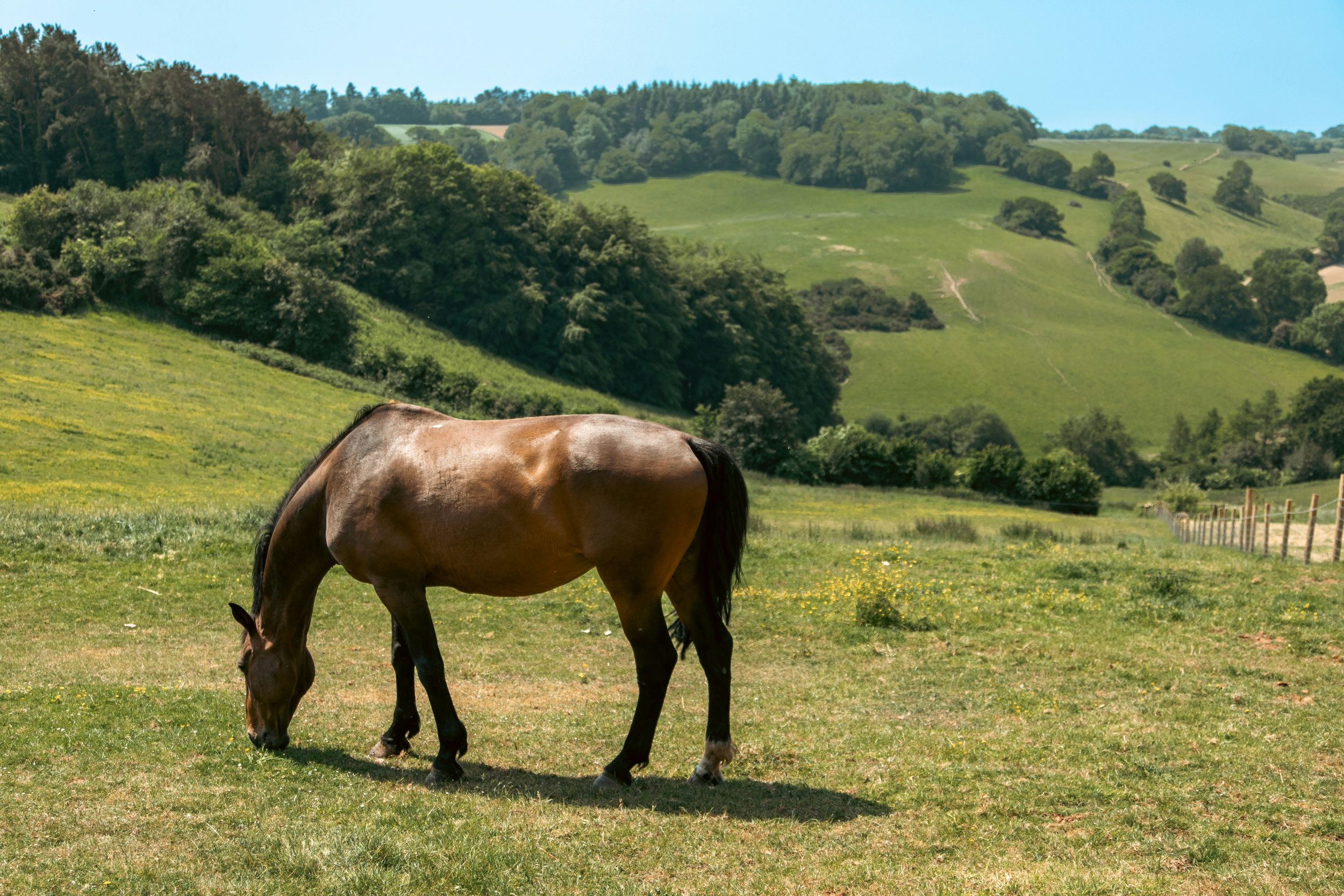 A horse grazes on the Quantock Hills