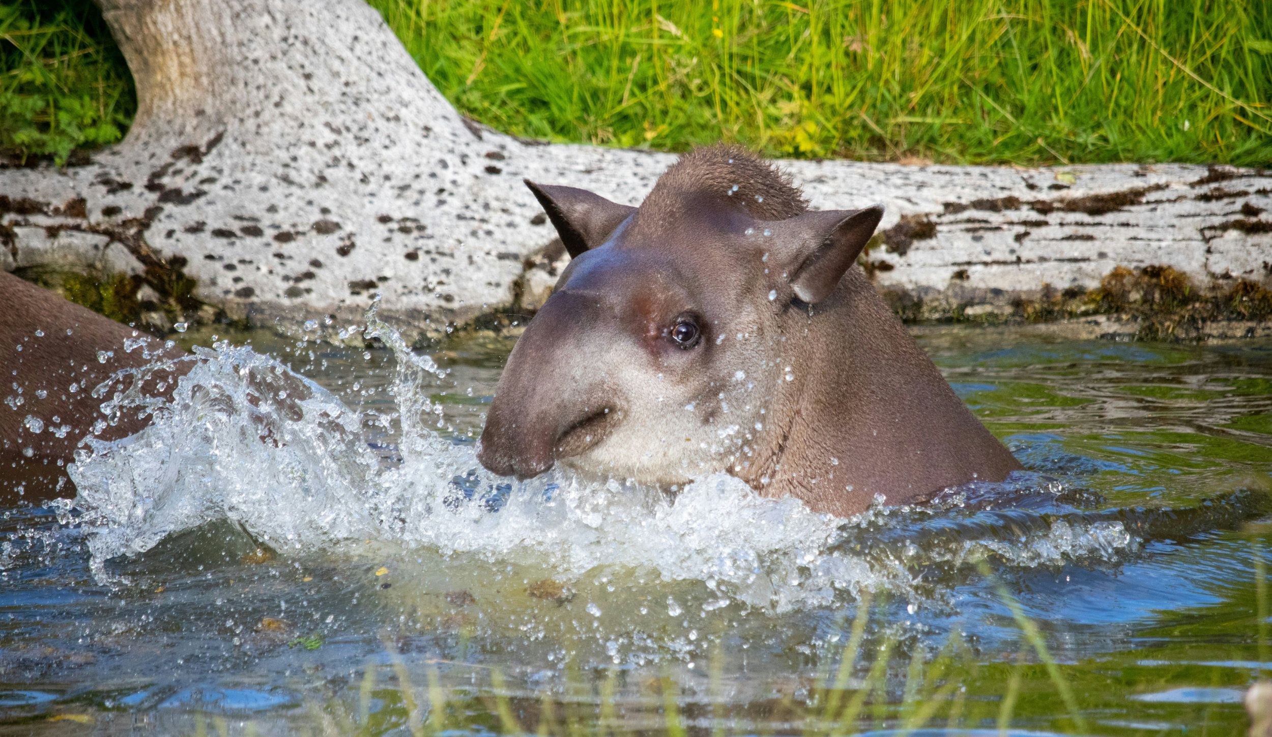 A tapir splashes in a pool