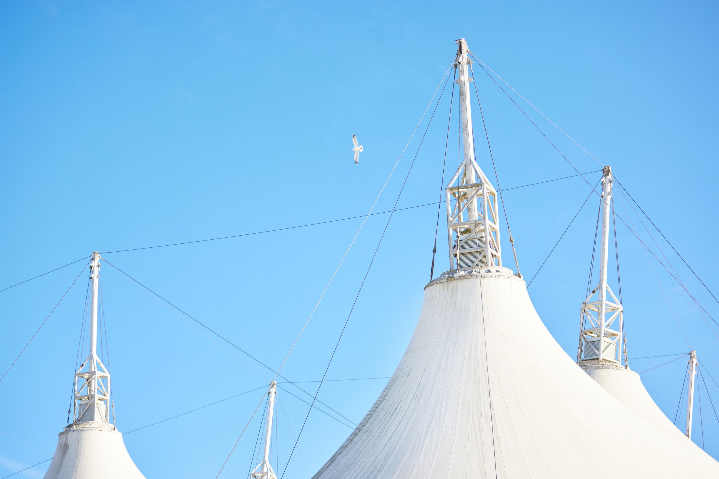 A close-up of the Skyline Pavilion’s iconic white tent peaks against a bright blue sky, with a seagull mid-flight near one of the pointed structures.