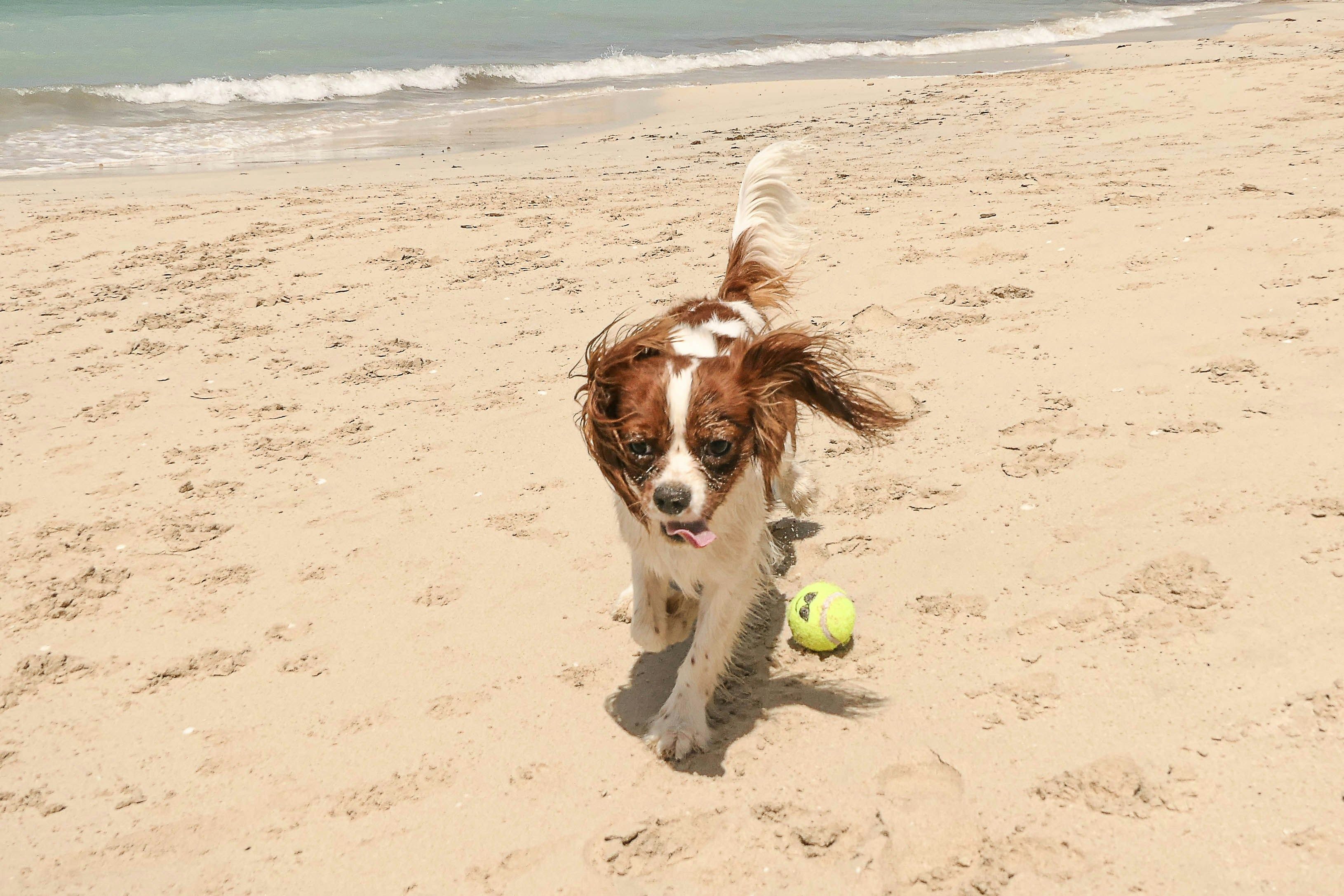 A dog on the beach with a tennis ball