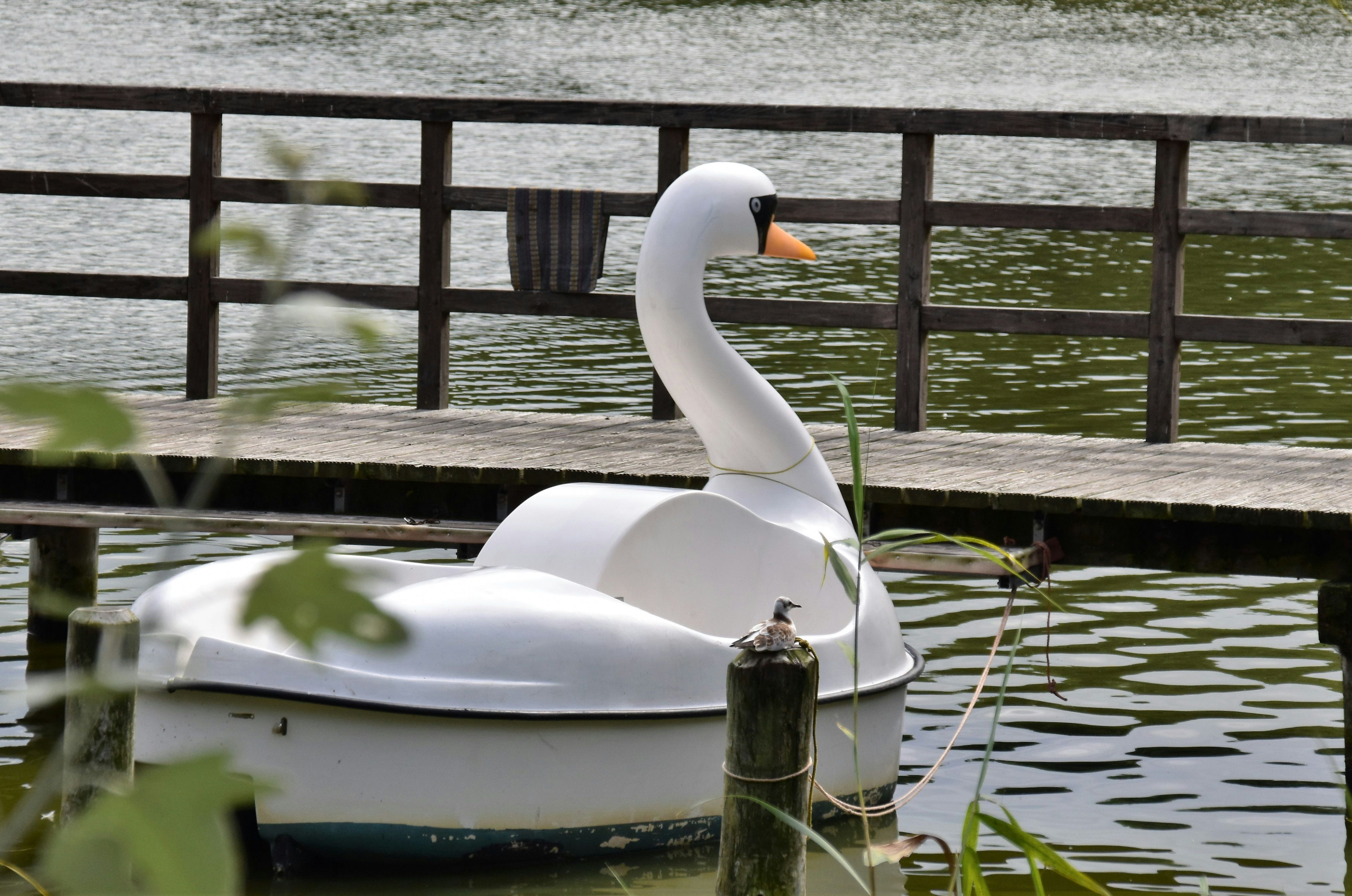 A swan-shaped pedalo moored at a jetty on a lake