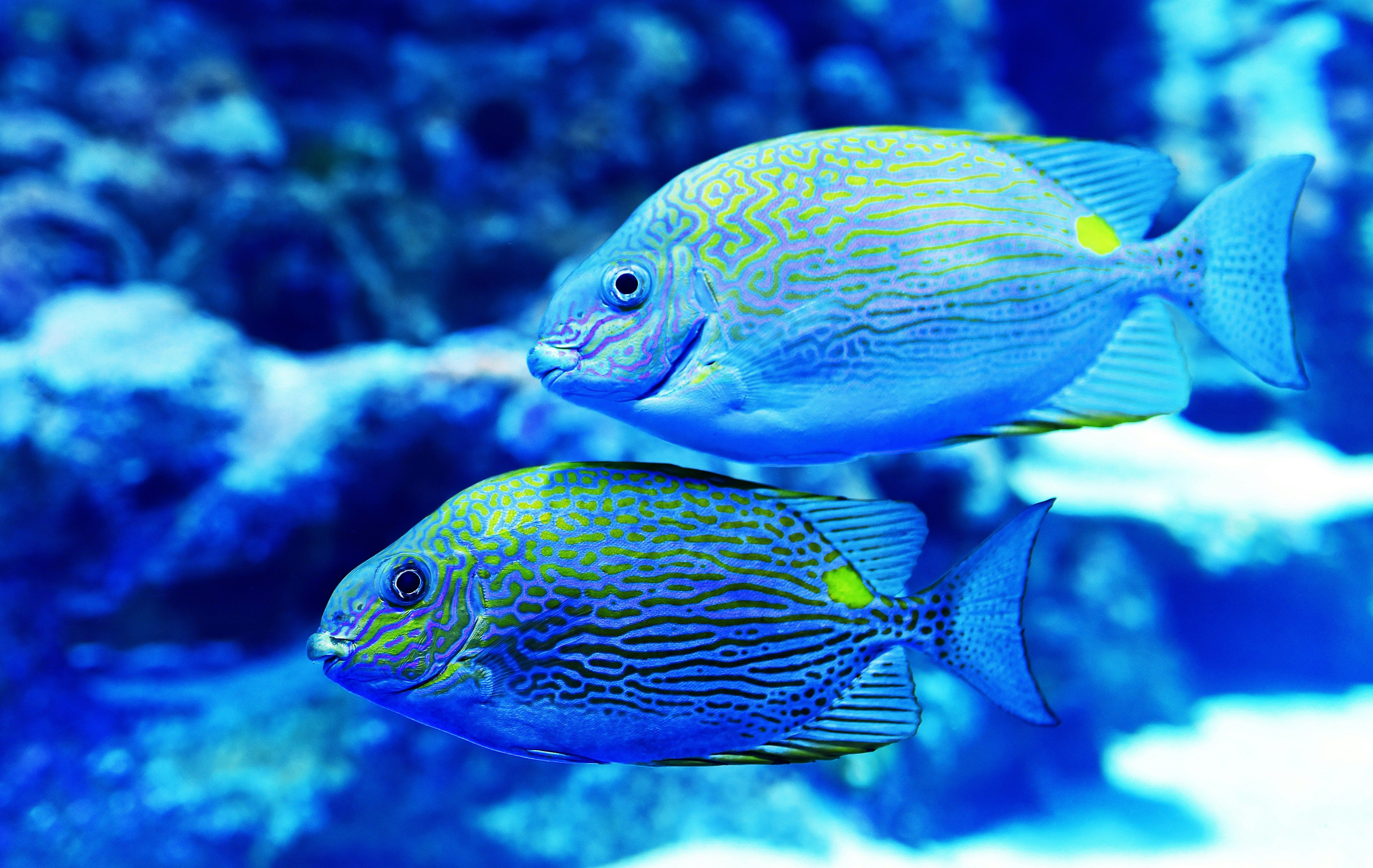 A pair of tropical fish swim together in an aquarium