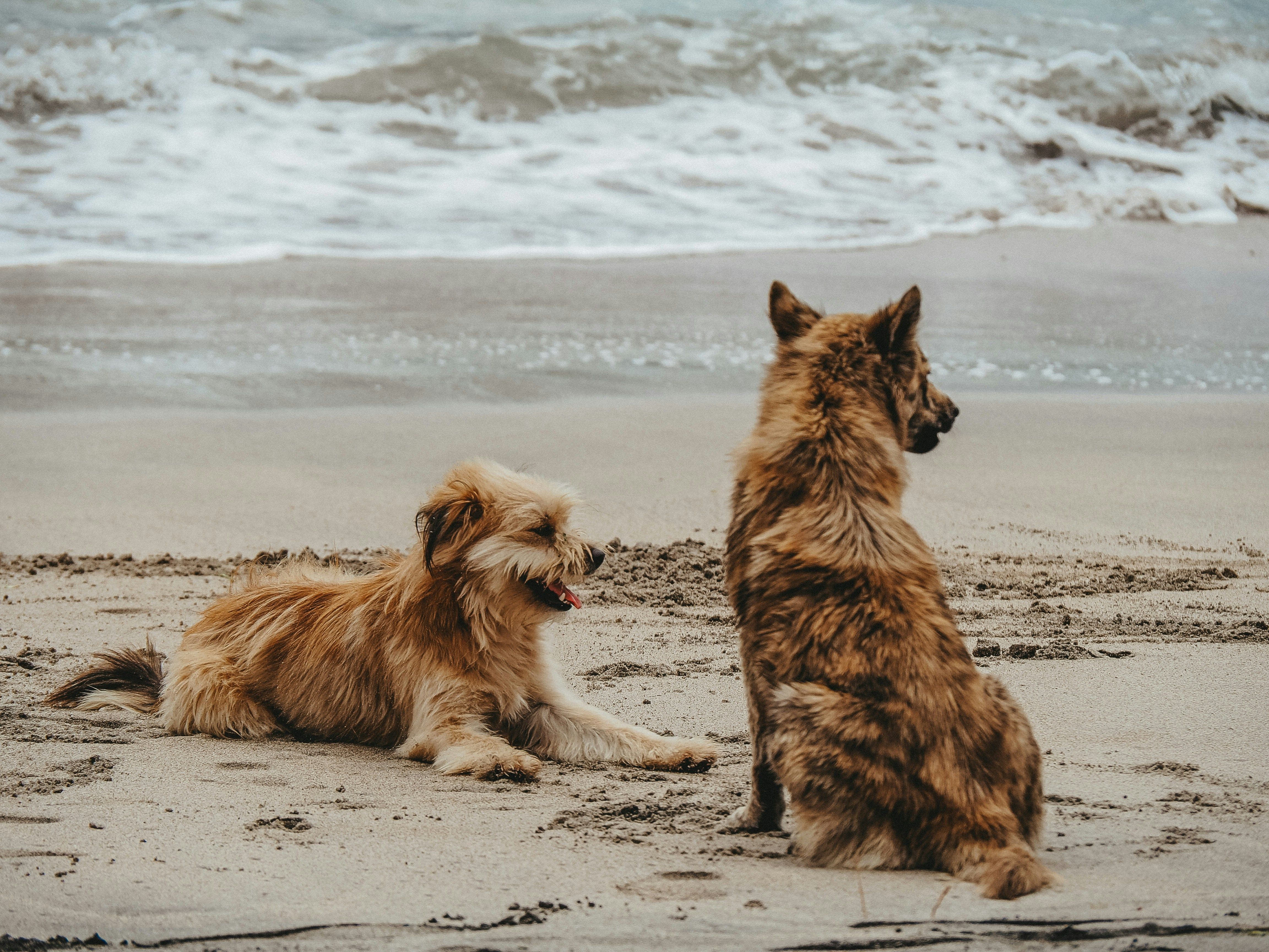 Two dogs visit the beach